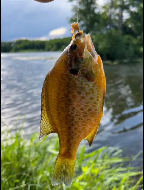Sonnenbarsch