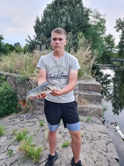 Flussbarsch