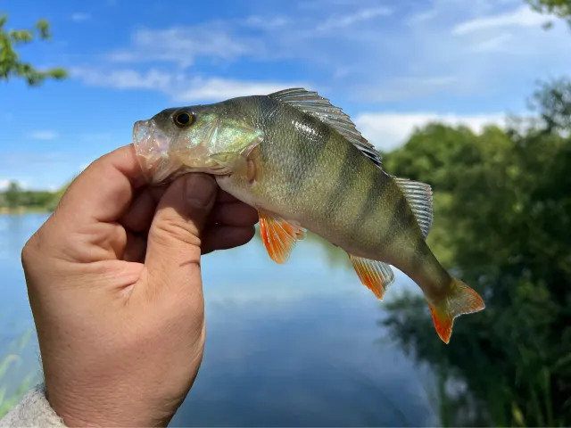Flussbarsch
