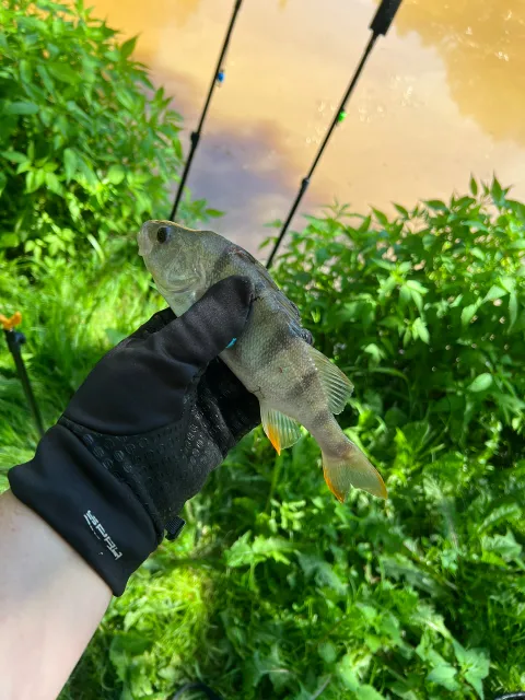 Flussbarsch