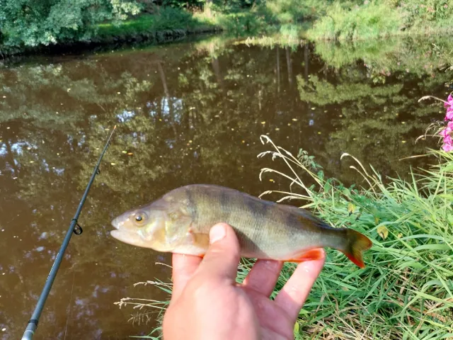 Flussbarsch