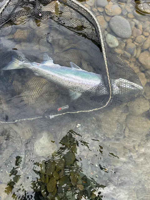Lachs
