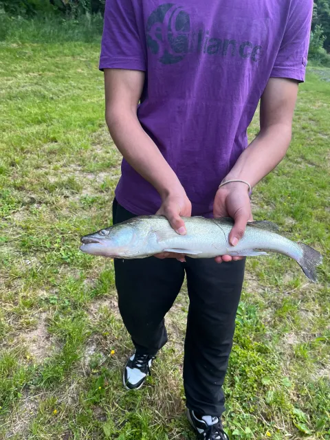 Zander