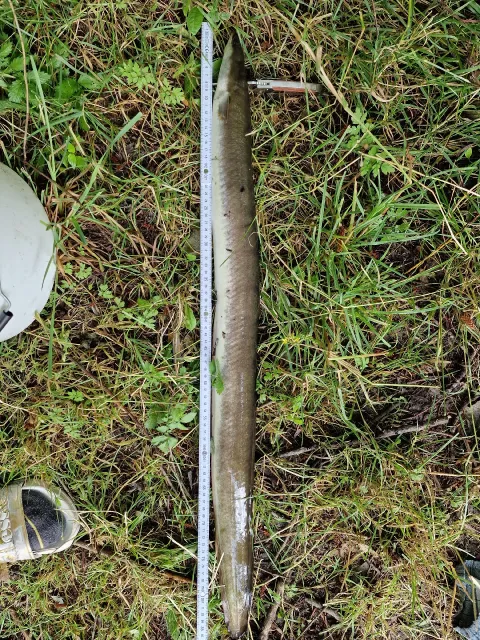 Aal