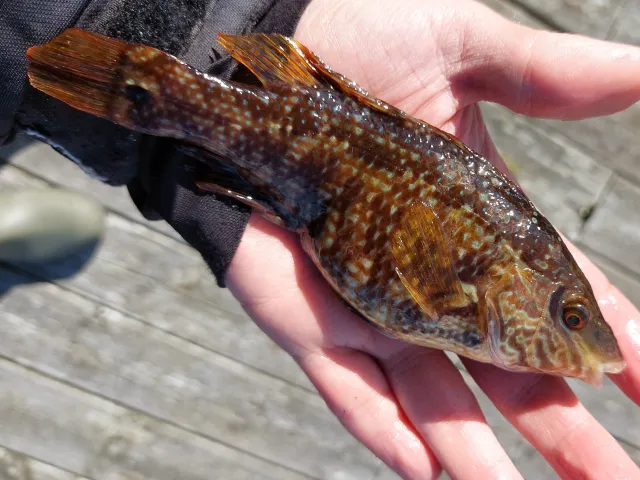 Lippfisch