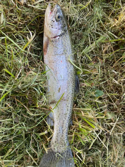 Regenbogenforelle