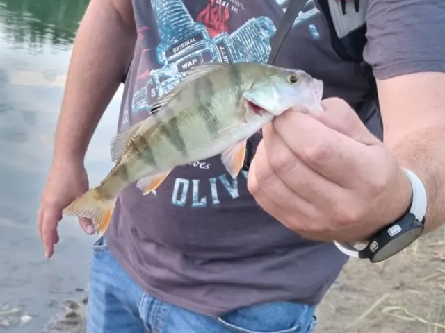 Flussbarsch