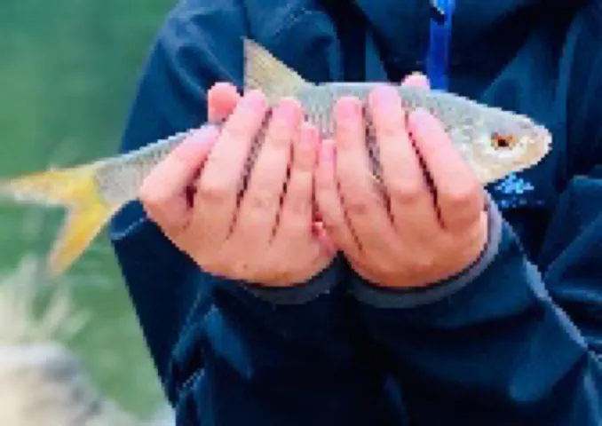 Rotauge