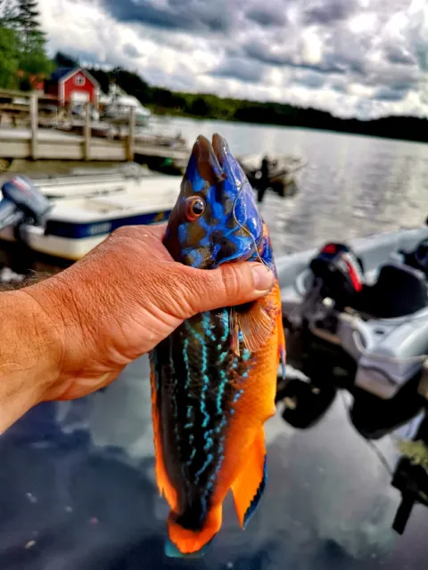 Lippfisch
