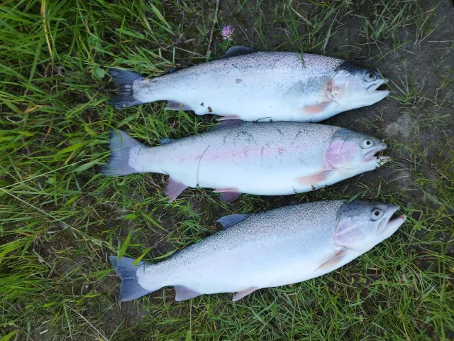 Regenbogenforelle