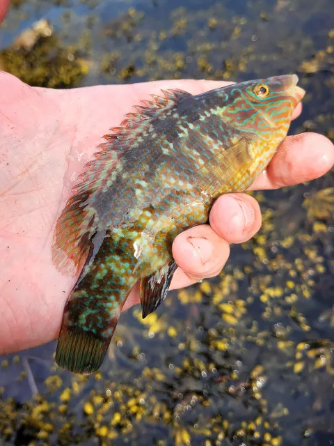 Lippfisch