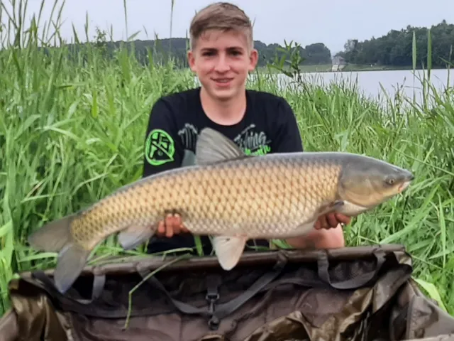 Graskarpfen
