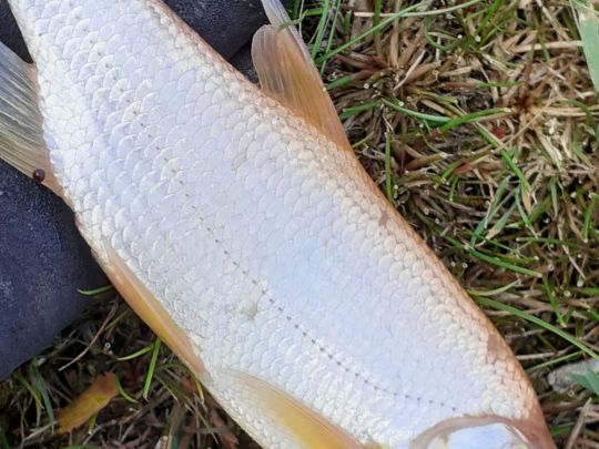 Goldfisch