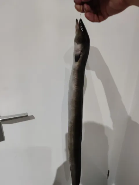 Aal