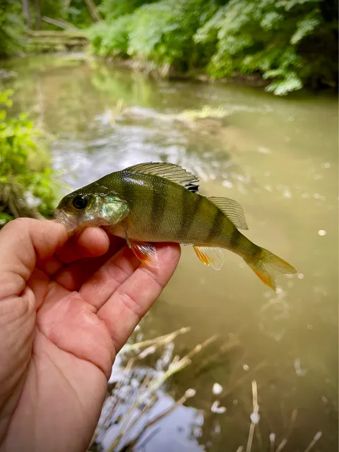 Flussbarsch