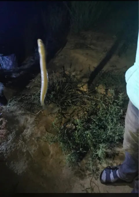 Aal