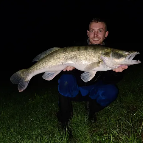 Zander