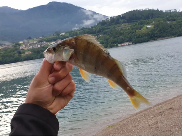 Flussbarsch