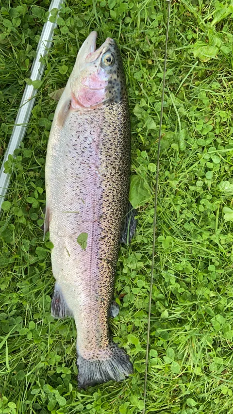 Regenbogenforelle