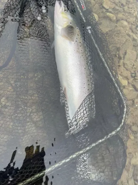 Lachs