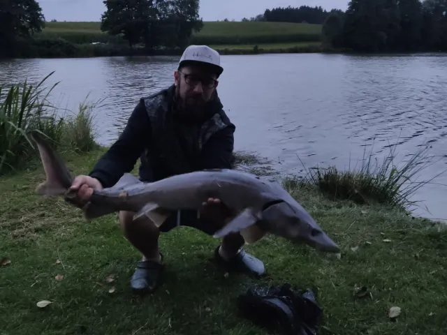 Stör