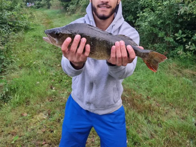 Flussbarsch
