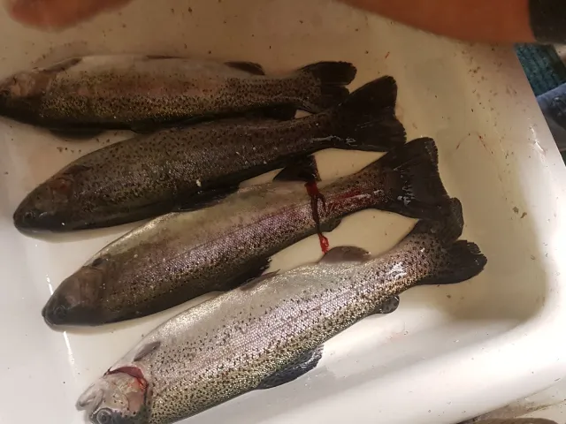 Regenbogenforelle