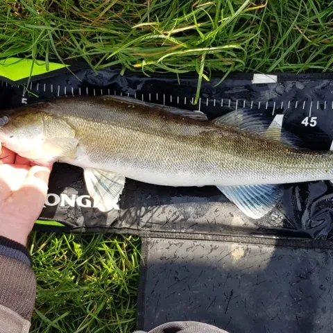 Zander