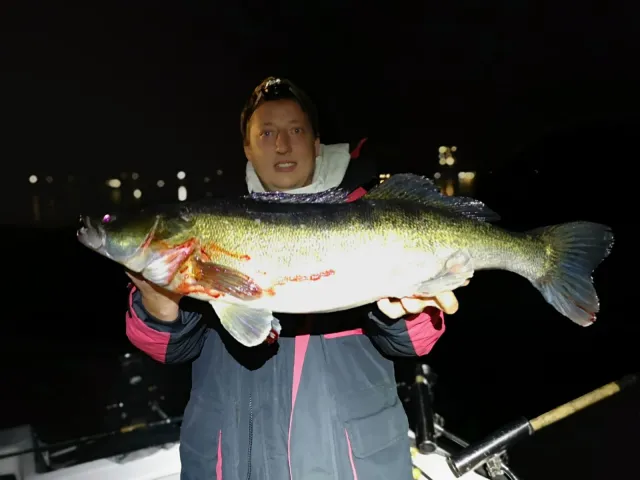 Zander