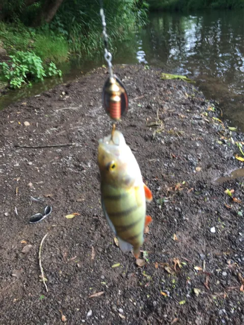 Flussbarsch