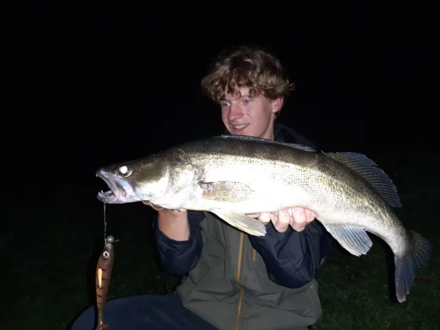 Zander