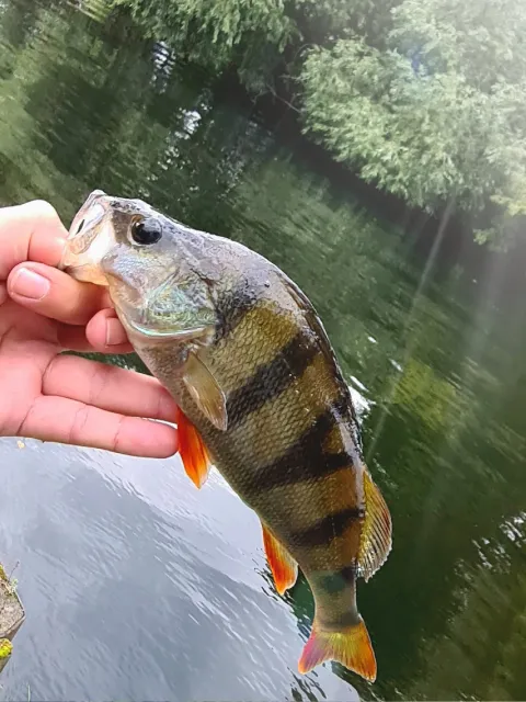 Flussbarsch