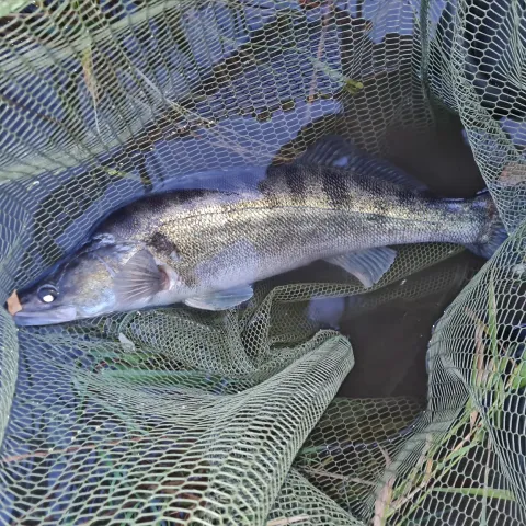 Zander
