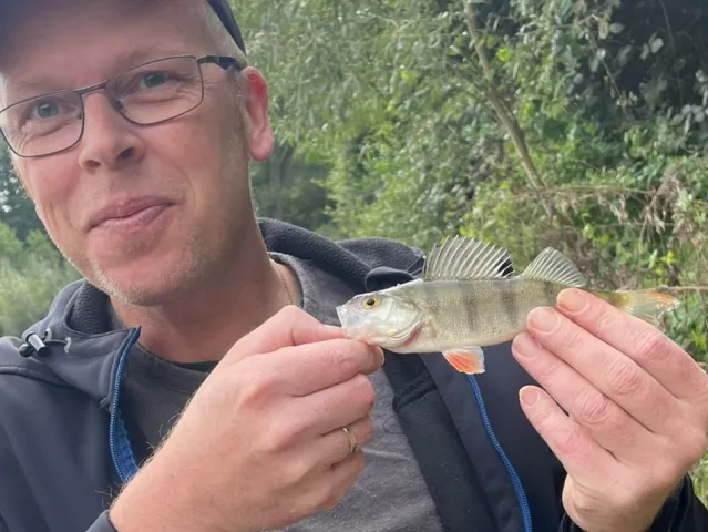 Flussbarsch