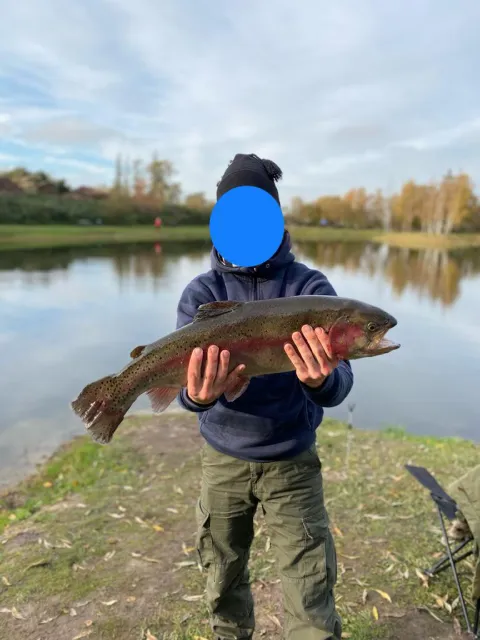 Regenbogenforelle