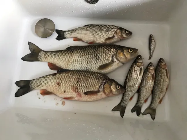 Döbel