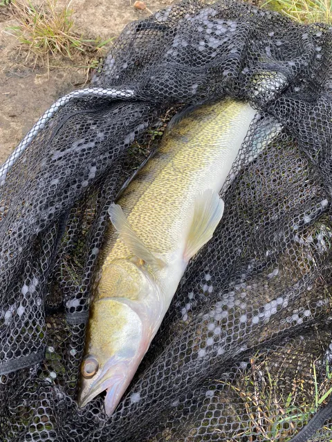 Zander