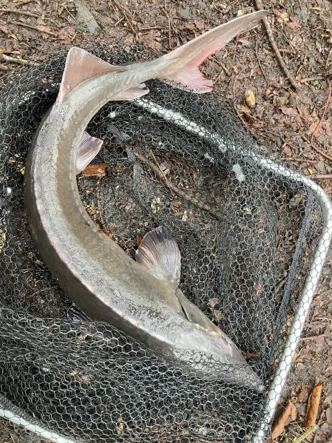 Stör