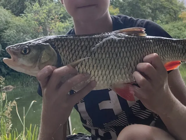 Döbel