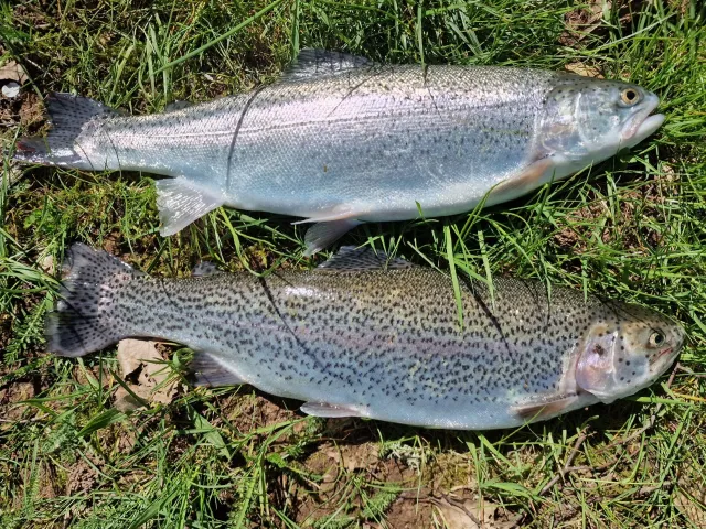 Regenbogenforelle