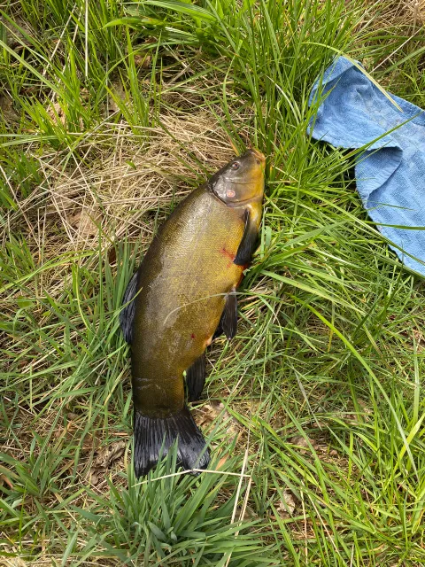 Schleie