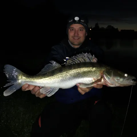 Zander
