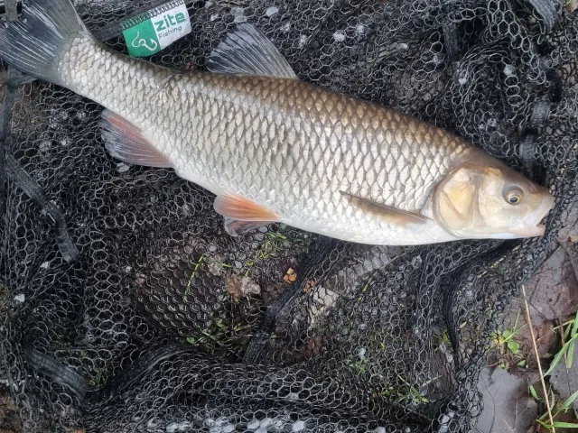Döbel