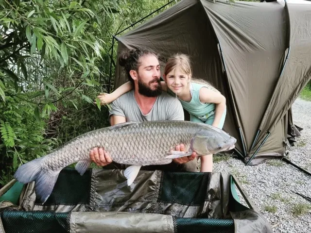 Graskarpfen