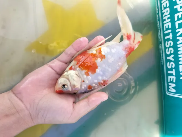 Goldfisch