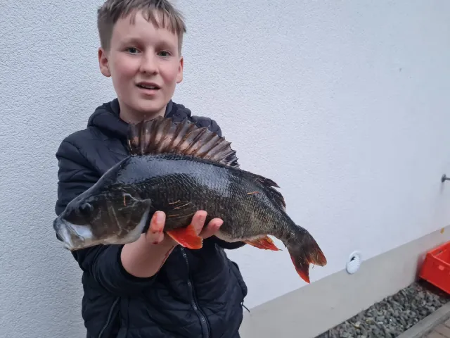 Flussbarsch