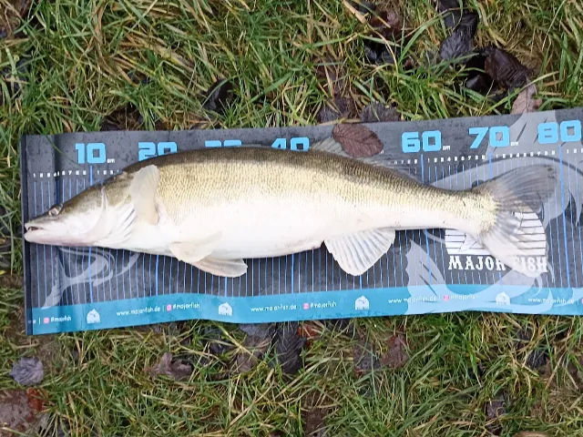 Zander