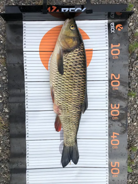Döbel