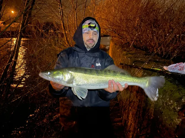 Zander