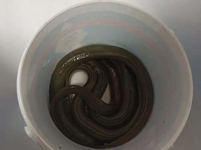 Aal
